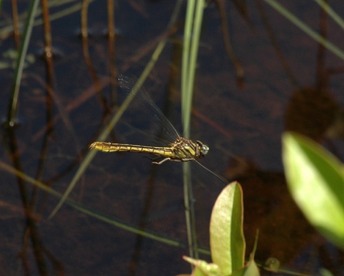 Female
2006_04_20_Treutlen